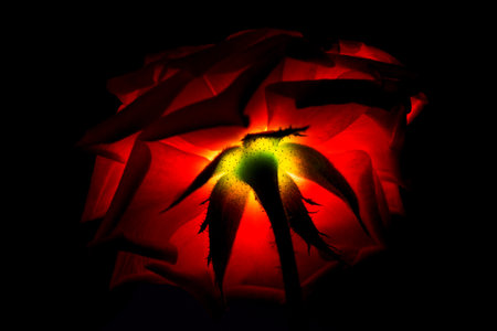Red light silhouette of rose on glowing surface artの写真素材