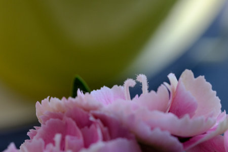 Soft pink carnation petal touching glossy green leaf with tendernessの写真素材