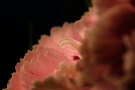Closeup of red carnation petal revealing fine texture detailsの写真素材