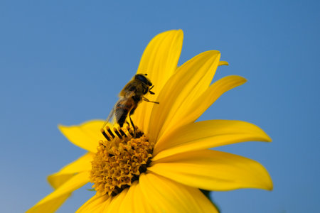 Golden flower illuminated softly by sunset with gentle tonesの写真素材