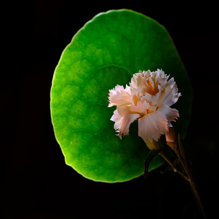 Tiny flower on green leaf with soft light harmonyの写真素材