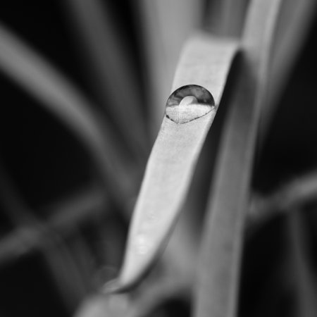Artistic black and white macro photograph of a single water droplet resting on a leaf blade. Minimal composition emphasizes texture, contrast, and calm natural beauty.の写真素材