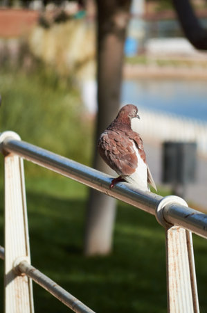 Pigeon, gray and white, resting on railingの写真素材