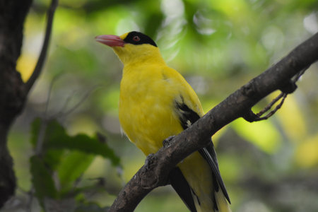 photo of a bird perched on a tree branchの写真素材