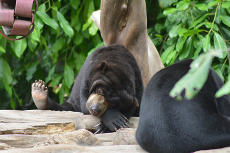 photo of a pair of sun bears sleepingの写真素材