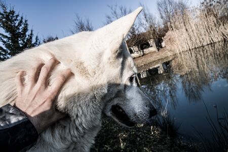 Beautiful white wolf dog portraitの写真素材
