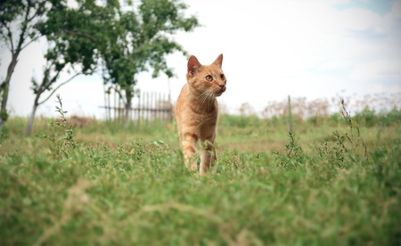 Red cat in the gardenの写真素材