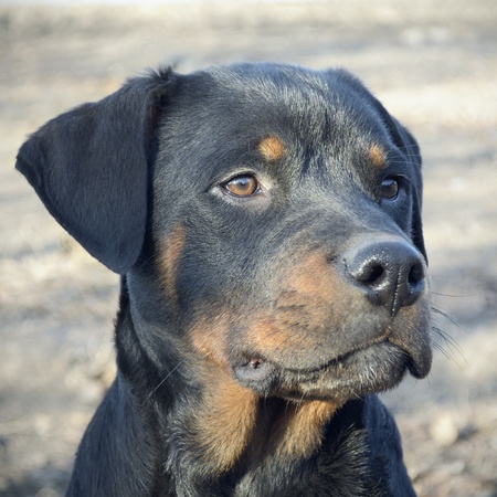 Close up photo of rottweilerの写真素材
