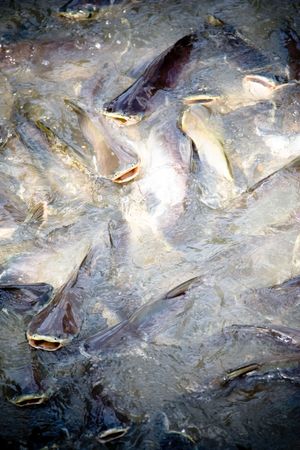 a lot of fishes in a river