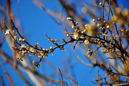 The first spring flowers on a tree branch. bokeh. Blurred background.の写真素材