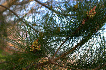 Pitsunda pine is a large tree of the pine family Pine, growing on the Black Sea coast of the...