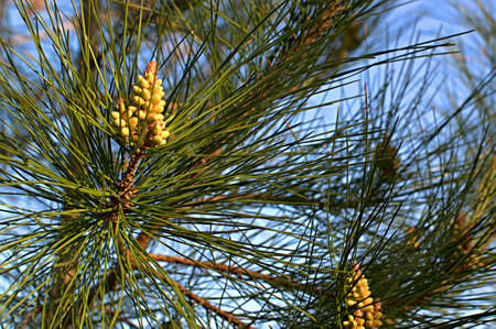 Spring. First warm days. Pitsunda pine. A large tree growing on the Black Sea coast of the Caucasus....