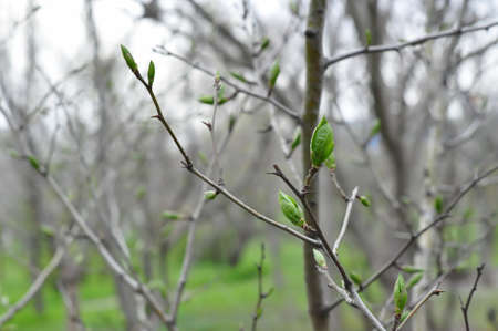 The first spring leaves. freshness of greens. German medlar. selective focus. Blurry background....