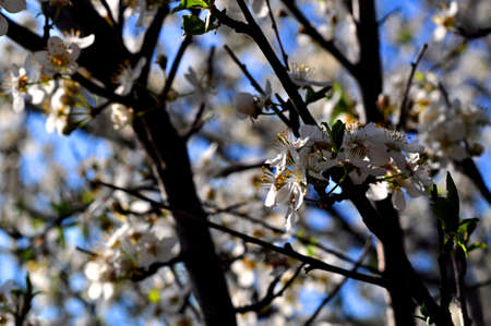 Cherry blossoms against the blue sky. spring flowering. Flowers of fruit trees. white flowers