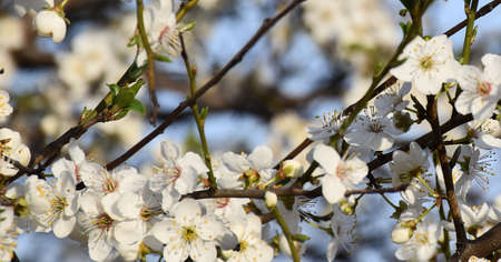 Cherry blossoms against the blue sky. spring flowering. Flowers of fruit trees. white flowers