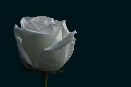 Close-up photo of a delicate white flowering rose covered with water droplets on a black background. postcard. abstraction.の写真素材