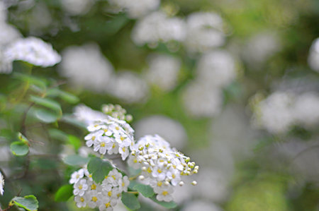 A scattering of white flowers. Spirea Vangutta or meadowsweet. The concept of holiday, spring, love, peace. card. background.の写真素材