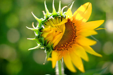 A mischievous sunflower seems shy, modestly hides behind leaves on a green field, against a background of bokehの写真素材