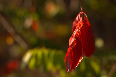 Autumn colors, magical autumn landscape, red sumac leaf against the background of a still green park, selective focus, close-up, blurred background, bokehの写真素材
