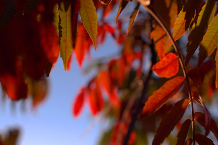 Autumn painted tree leaves with magical colors, colorful autumn landscape, yellow, red and green colors background, selective focus, bokeh, blurred backgroundの写真素材