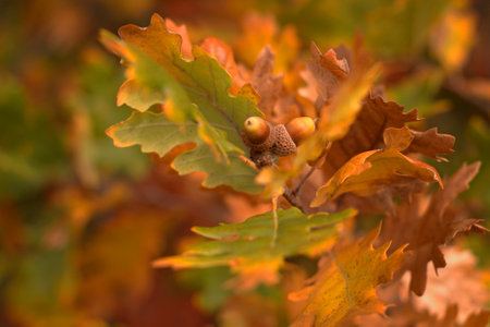 Oak branch, painted with golden autumn colors, selective focus, blurred backgroundの写真素材