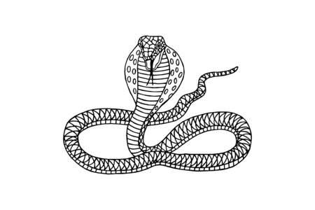 snake cobra graphic patterns. eps10 vector illustration. hand drawingのイラスト素材