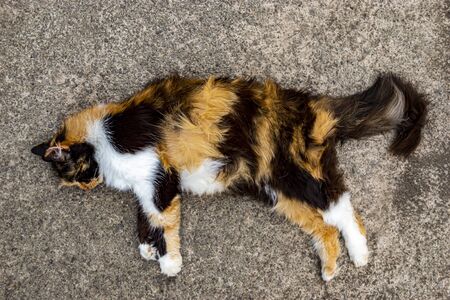 spotted cat lying on the pavementの写真素材