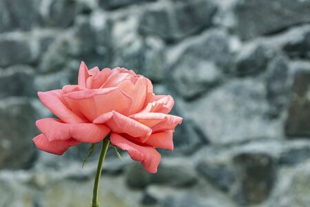 pink rose blossoming on a blurred background of granite stonesの写真素材