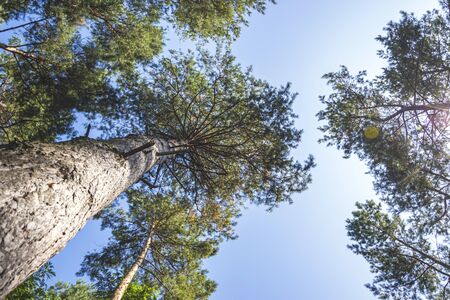 old tall pines from below. summer nature.