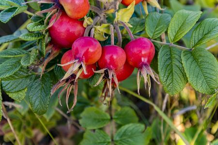 ripe round rosehip berries. photo close.の写真素材