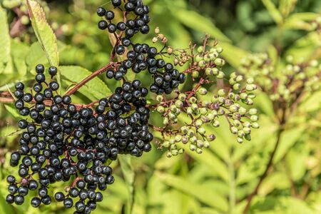 black forest berries on a sunny day