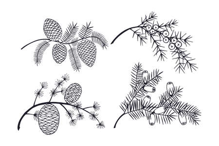 set of branch Cedar, Yew berry , juniper, fir tree  . eps10 vector stock illustration. hand drawing. aut lineのイラスト素材