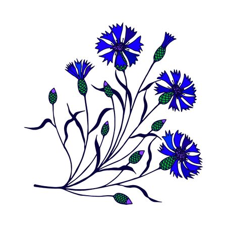 cornflower flowers on a stem with leaves. vector stock illustration. hand drawing.のイラスト素材