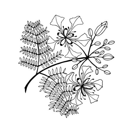 plant with flowers Delonix Regia and leaves.のイラスト素材