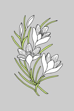 Crocus flowers, saffron.のイラスト素材