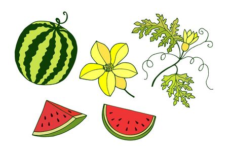 watermelon fruit, pieces of watermelon, flowers.のイラスト素材