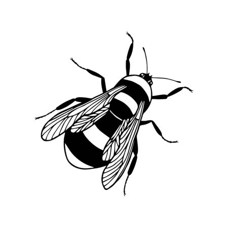 Insect bumblebee.  vector stock illustration. hand drawing. out lineのイラスト素材