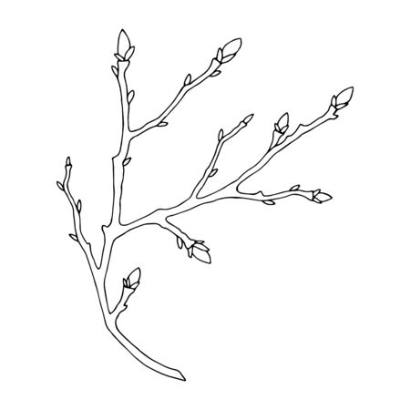 tree branch with buds. hand drawing. out lineのイラスト素材