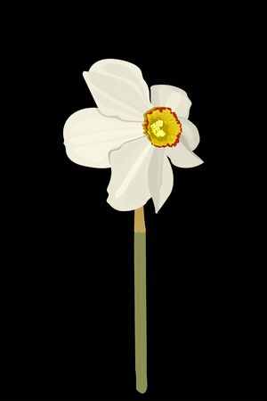white narcissus flower on a black background.のイラスト素材