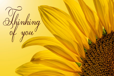 Thinking of you - card. Bright photo of a yellow sunflower flower. Isolate on a light backgroundの写真素材