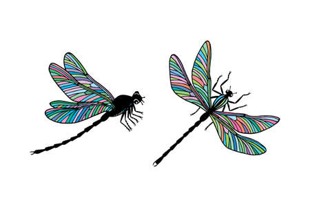 set of dragonfly insect illustrationのイラスト素材
