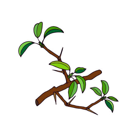 A branch with thorns. Vector stock illustration eps10. Hand drawing.のイラスト素材