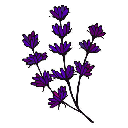 Lavender flowers.のイラスト素材