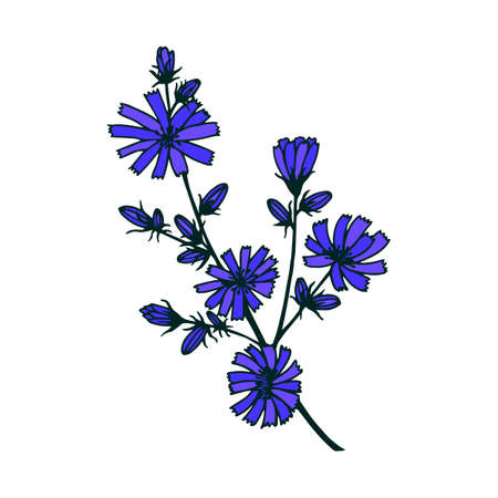 Chicory flowers.のイラスト素材