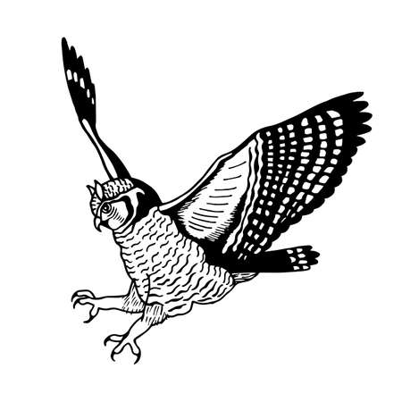 Owl in flight Vector stock illustration. Hand drawing, outline.のイラスト素材