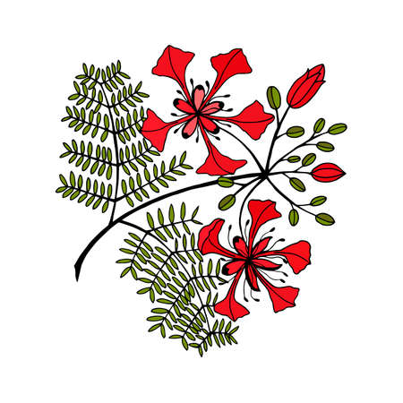 plant with flowers Delonix Regia and leaves Vector stock illustrationのイラスト素材