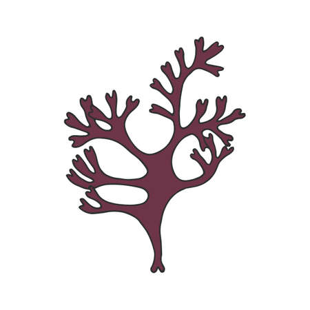 Irish Moss. Karagen algae Vector stock illustration. hand drawing.のイラスト素材