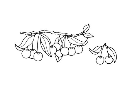 Cherries on a branch. Vector stock illustration. Isolate on white background.のイラスト素材