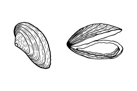 Mussels. Vector stock illustration eps10. Isolate on white background, outline. Hand drawing.のイラスト素材