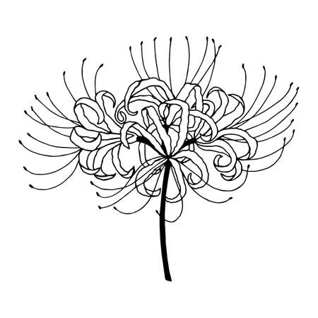Licoris radiant, spider lily. Death flower, Higabana. Hand drawing, outline. Isolate on a white background.のイラスト素材